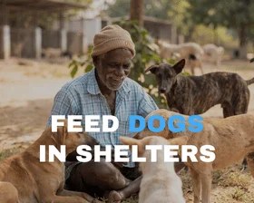 Feed stray dogs in shelters
